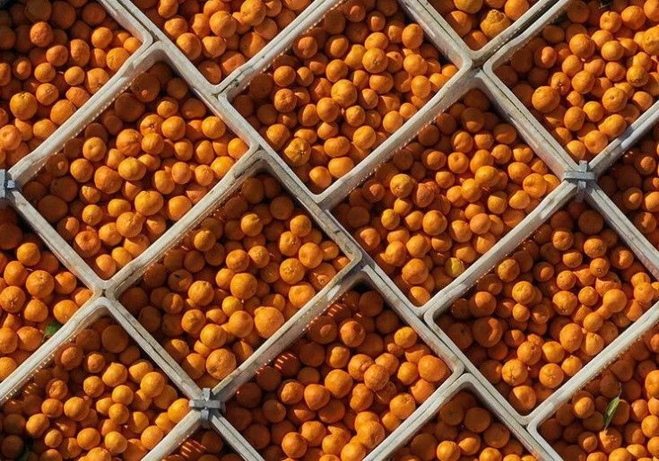 Mandalina alırken bunu yapın! Ekşi çıkmasını önlemenin pratik yolu - Resim: 3