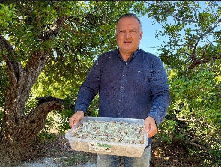 Ege’de ağaçlardan para damlıyor. Köylüler toplamaya başladı. Kilosu 50 bin - Resim: 1