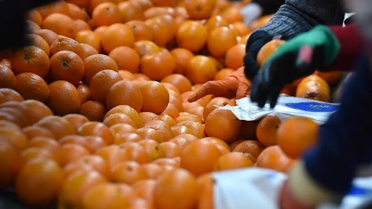 Mandalina alırken bunu yapın! Ekşi çıkmasını önlemenin pratik yolu - Resim: 7