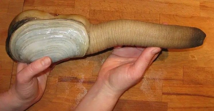 Fotoğraflarını görenler aynı şeyi söylüyor! İşte dünyanın en ilginç 21 hayvanı - Resim: 6