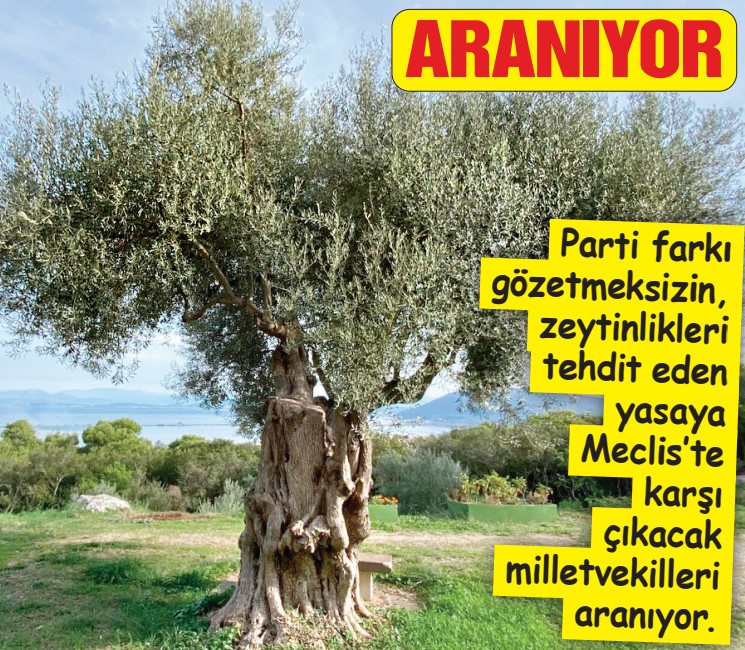 Zeytin kanunu çıkaran ülkede zeytinliklere kıyacaklar - Resim : 1