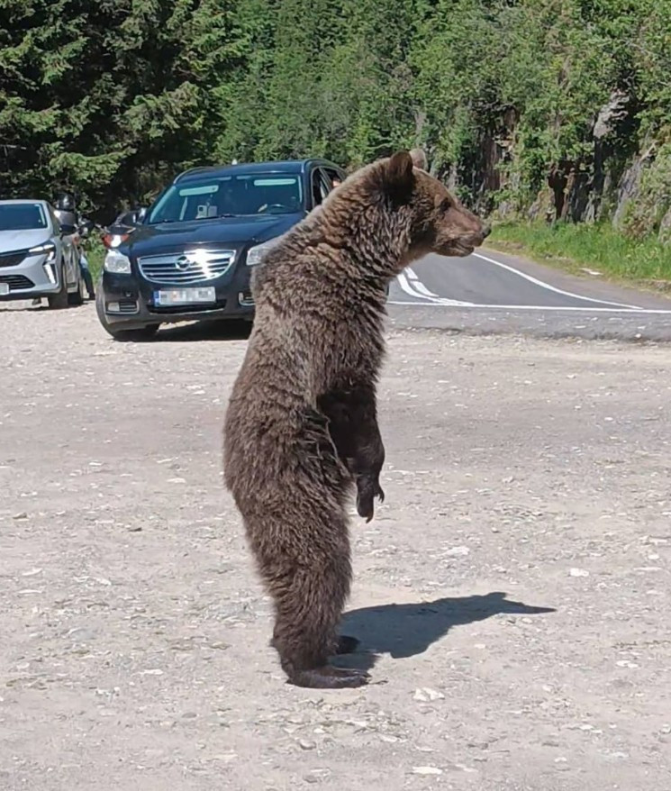 Son fotoğrafı oldu: Beslemek için yaklaştığı ayı, turisti öldürdü - Resim : 1