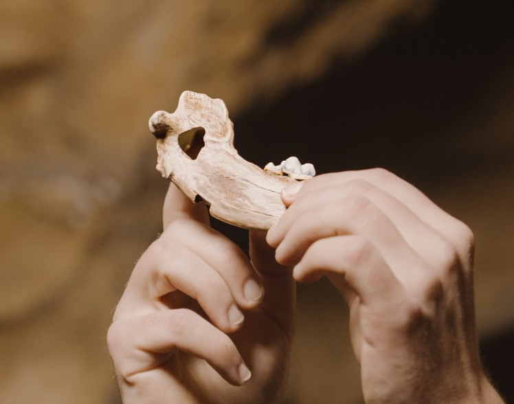 Tam 15 bin yıllık! En eski evcil köpek Anadolu'dan çıktı - Resim : 1