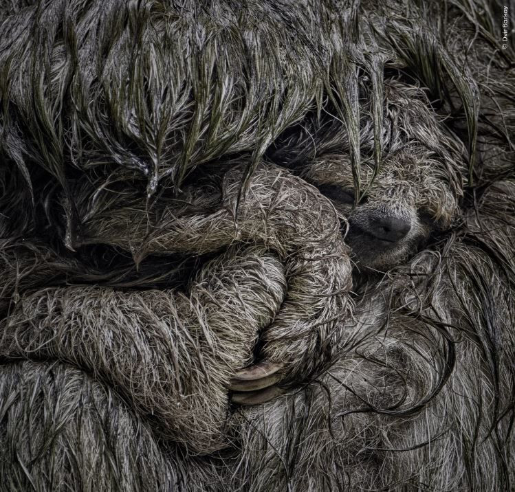 Vahşi doğadan çarpıcı anlar: Yılın en iyileri halk oylamasında - Resim: 3