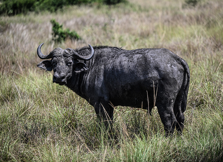 Milyoner avcı, manda saldırısında öldü - Resim : 2