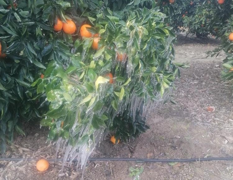 Ge&ccedil;en yıl dev kayıp yaşanmıştı: Gıdada b&uuml;y&uuml;k tehlike kapıda - Resim : 3