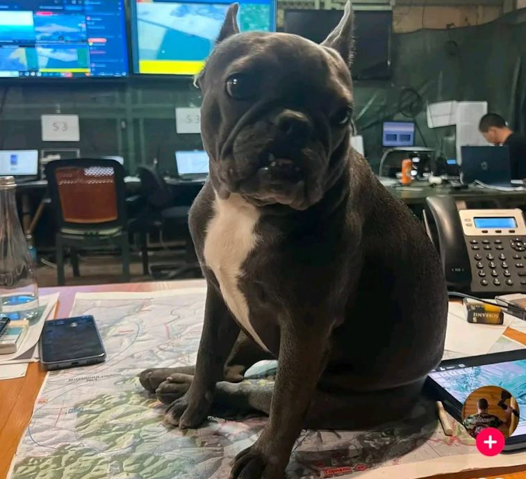 Ukraynalı komutanın TikTok paylaşımı kriz yarattı - Resim : 2