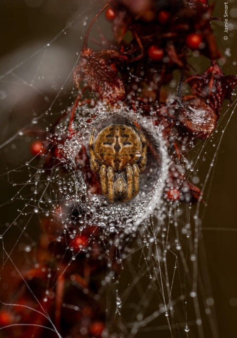 Vahşi Doğa Fotoğrafçılığı yarışmasının kazananları açıklandı: İşte büyüleyen kareler - Resim: 4