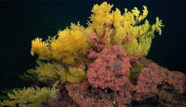 Denizin dibinde 'altın ağacı' bulundu. Okyanusun 500 metre altında ortaya çıktı - Resim: 1