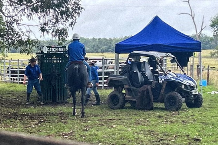 Sığır vurgunu: 100 bin dolar değerindeki spermleri bile çaldı - Resim : 1
