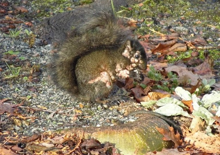 'Mutant' sincap alarmı: Görenler şaşkına döndü - Resim : 1