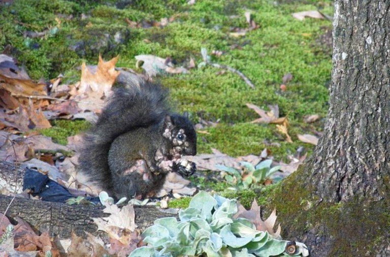 'Mutant' sincap alarmı: Görenler şaşkına döndü - Resim : 2