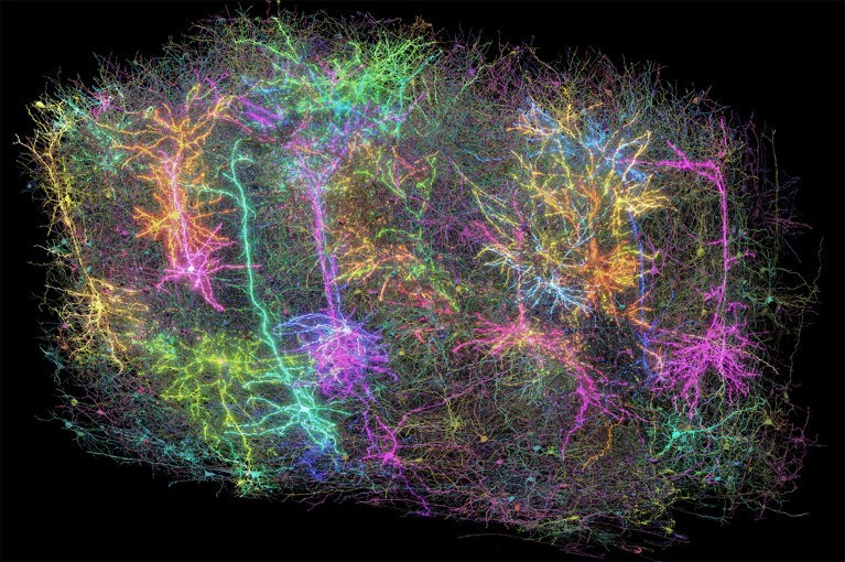 Bugüne kadarki en detaylı beyin haritası: Hiç böyle görmemiştiniz - Resim : 1