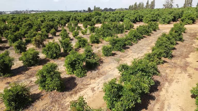 Gölge tozuyla destekleniyor markette 1 tanesi 70 TL - Resim: 2