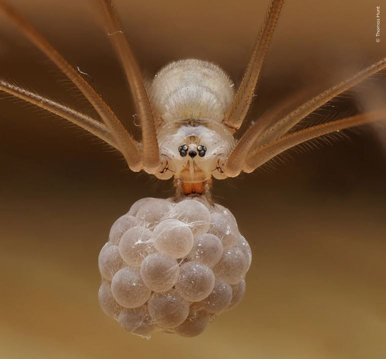 Vahşi doğadan çarpıcı anlar: Yılın en iyileri halk oylamasında - Resim: 11