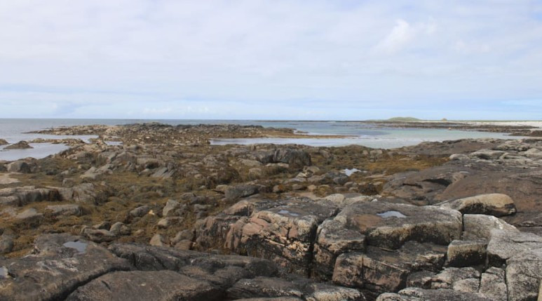 50 yıldır nesli tükendi sanılıyordu, meğer yaşıyormuş - Resim : 1