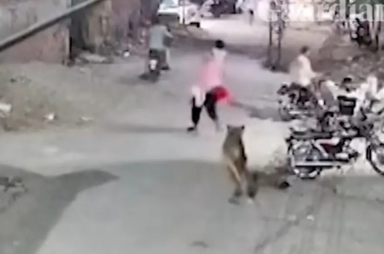 Pakistan'da 'evcil' aslan dehşeti: 3 kişiyi hastanelik etti, sahibi tutuklandı - Resim : 1