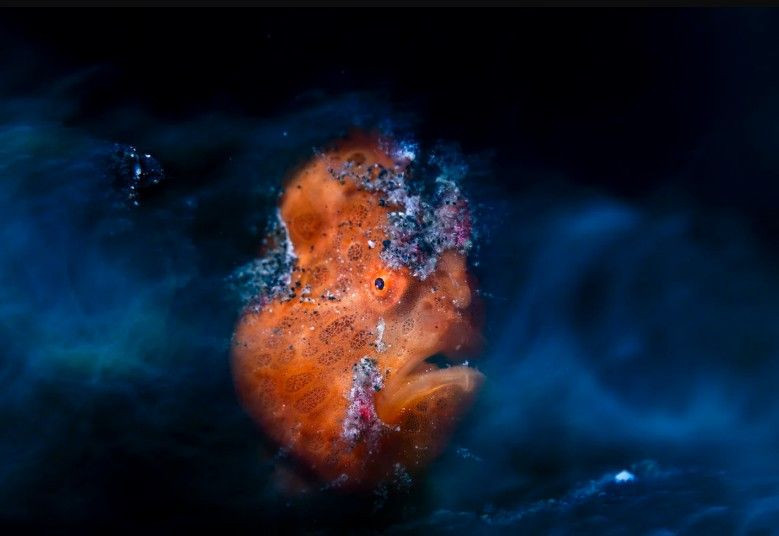 Doğanın saklı yüzü: Yılın Yakın Plan Fotoğrafçılığı kazananları belli oldu - Resim: 13