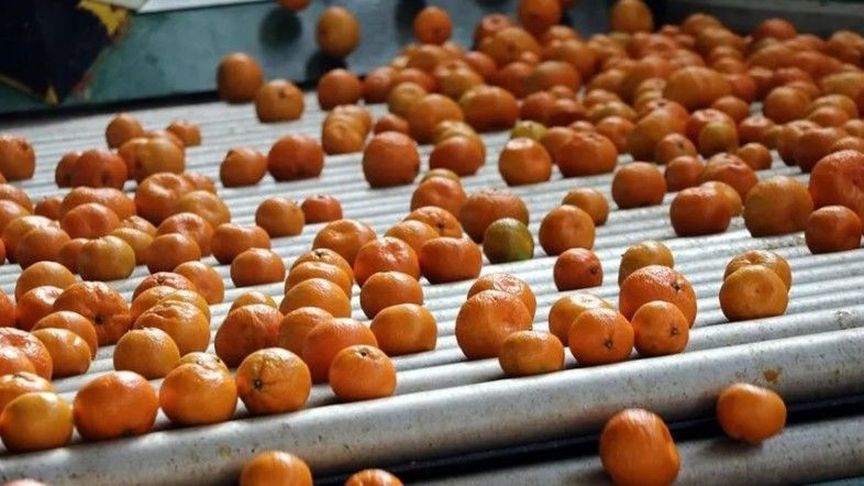 Hangi sebze ve meyve ne zaman yenmeli? Mevsimine göre tüketim rehberi - Resim: 4