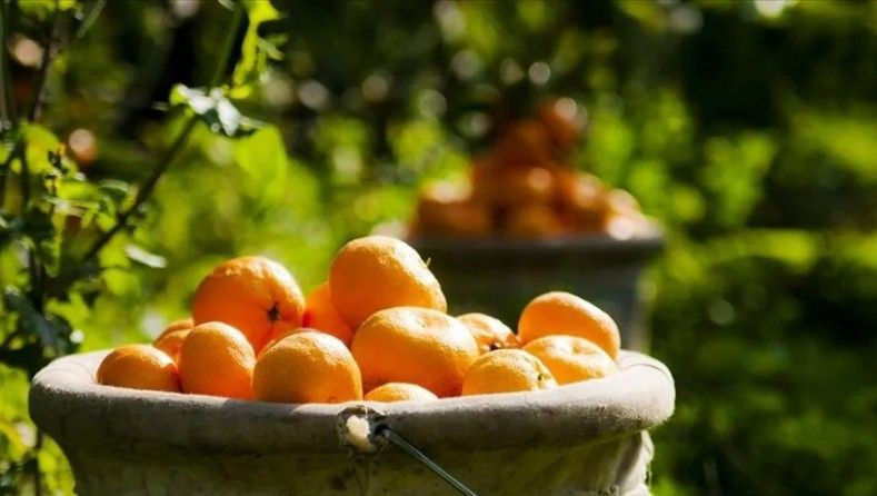 Mandalina alırken bunu yapın! Ekşi çıkmasını önlemenin pratik yolu - Resim: 4