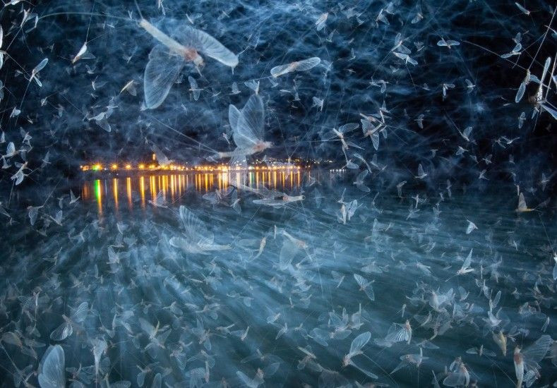Doğanın saklı yüzü: Yılın Yakın Plan Fotoğrafçılığı kazananları belli oldu - Resim: 2