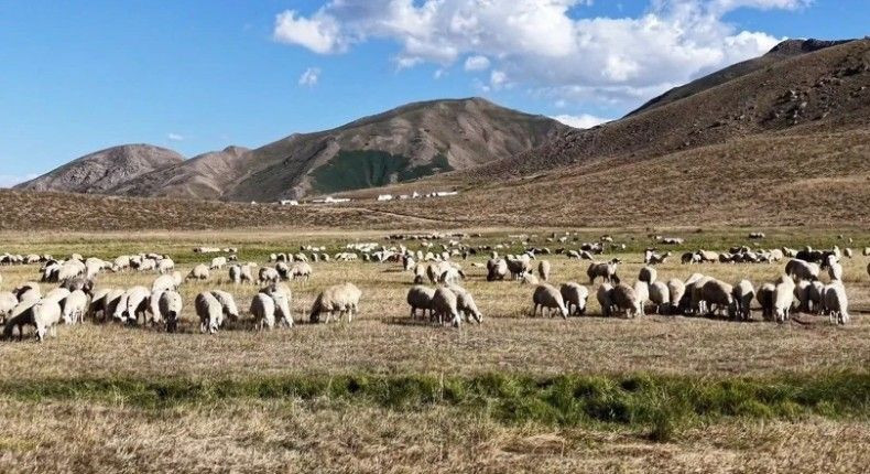 Maaşı tam 150 bin lira! Yeri, yemeği, sigarası da onlardan ama kimse çalışmıyor - Resim: 9