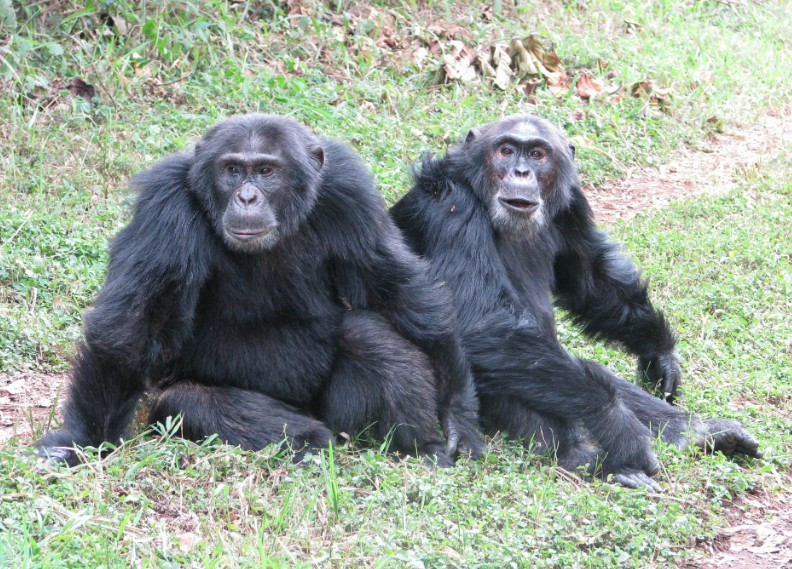 İlk kez gözlemlendi: Şempanzeler arasında 7 yıllık 'iç savaş' ortaya çıktı - Resim : 1