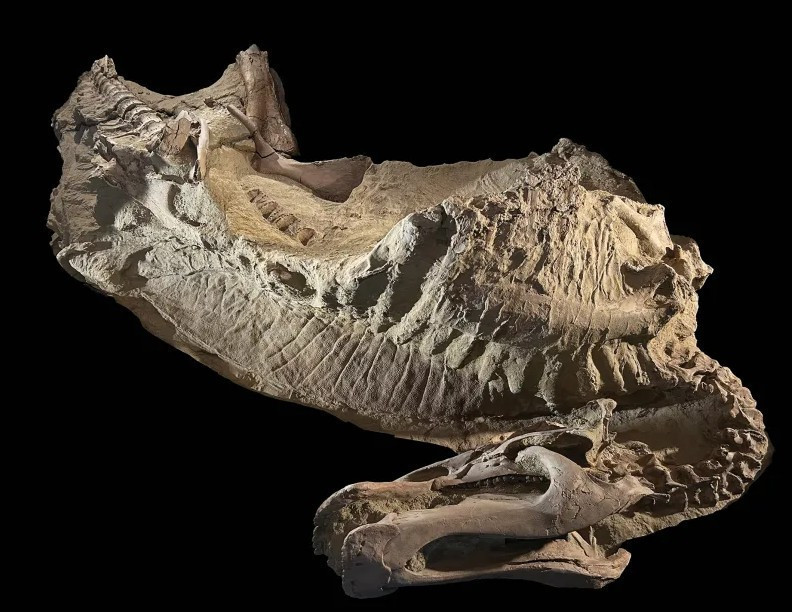 66 milyon yıllık 'deri fosili' sandılar, gerçek başka çıktı - Resim : 1