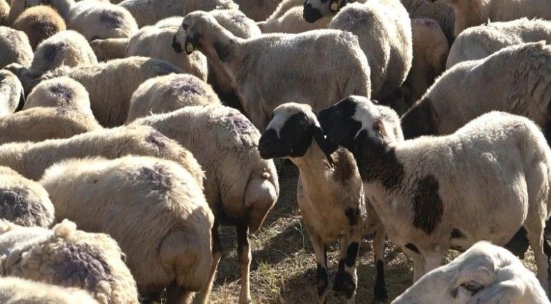 Maaşı tam 150 bin lira! Yeri, yemeği, sigarası da onlardan ama kimse çalışmıyor - Resim: 10