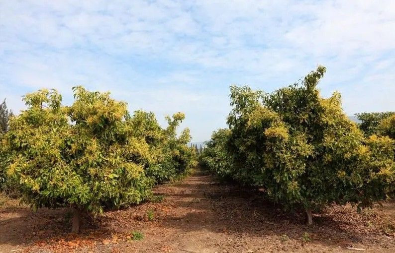 Gölge tozuyla destekleniyor markette 1 tanesi 70 TL - Resim: 4