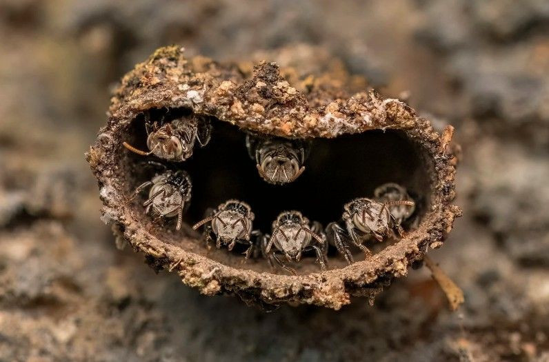 Doğanın saklı yüzü: Yılın Yakın Plan Fotoğrafçılığı kazananları belli oldu - Resim: 8