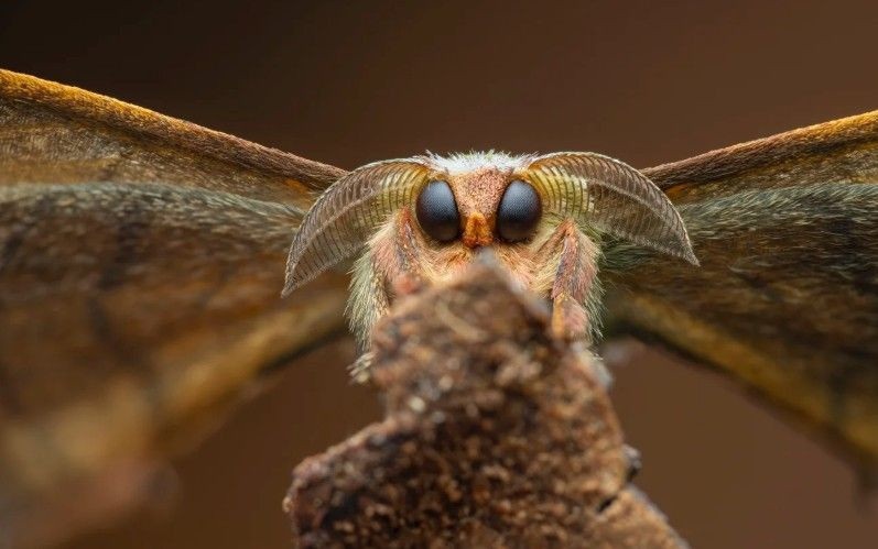 Doğanın saklı yüzü: Yılın Yakın Plan Fotoğrafçılığı kazananları belli oldu - Resim: 10