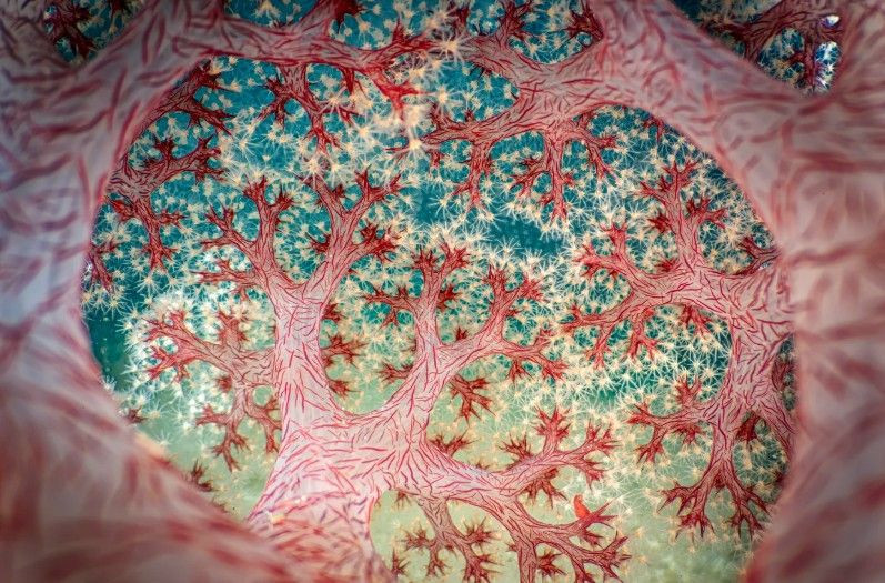 Doğanın saklı yüzü: Yılın Yakın Plan Fotoğrafçılığı kazananları belli oldu - Resim: 1