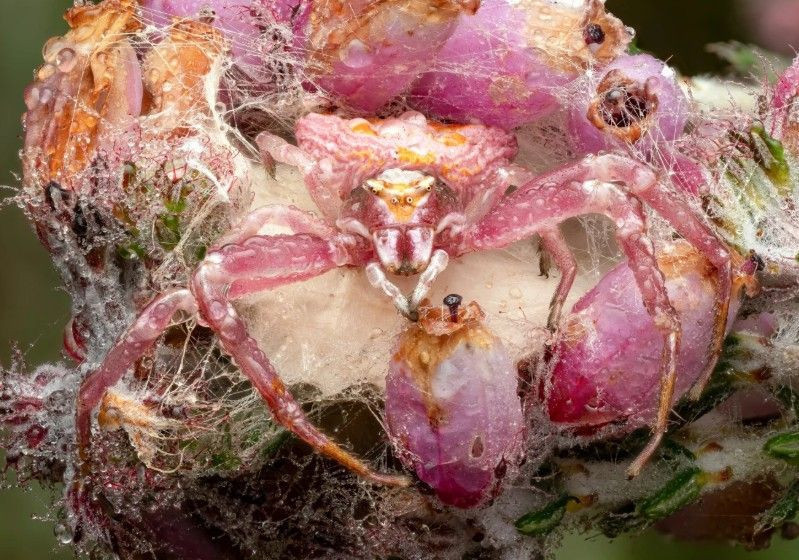 Doğanın saklı yüzü: Yılın Yakın Plan Fotoğrafçılığı kazananları belli oldu - Resim: 11