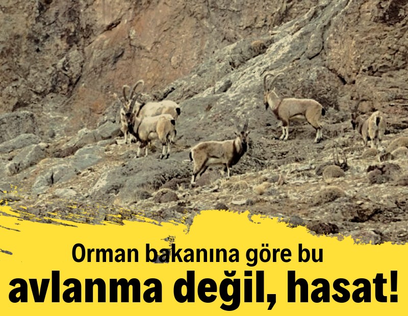 Orman Bakanı’na göre bu avlanma değil, hasat!