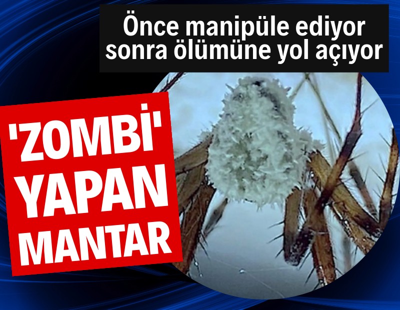 Örümcek katili: Bu mantar önce zombi yapıyor, sonra ölümüne neden oluyor