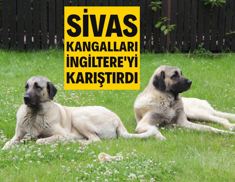 Sivas kangalları İngiltere'yi karıştırdı