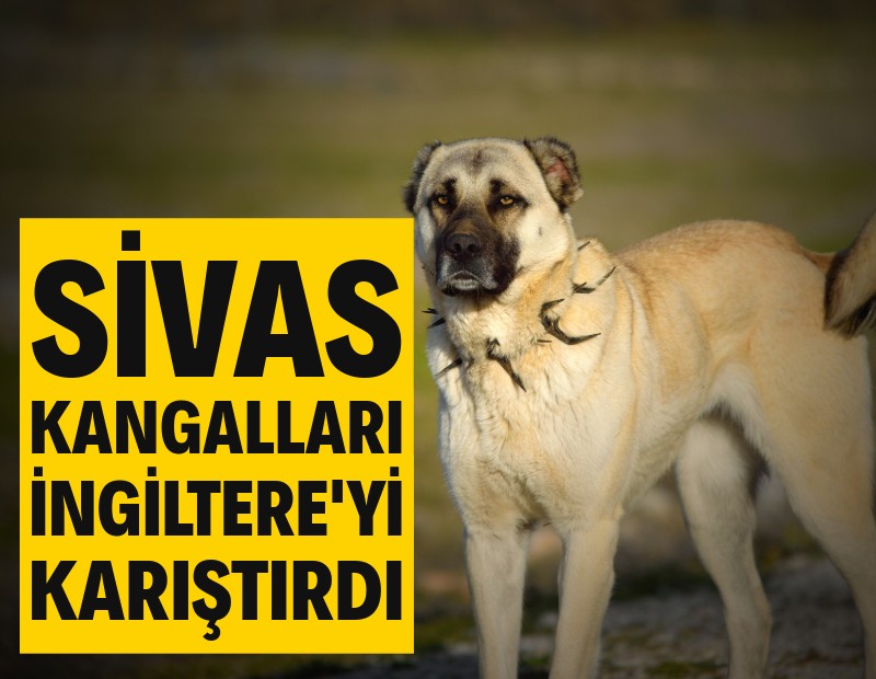 Sivas kangalları İngiltere'yi karıştırdı