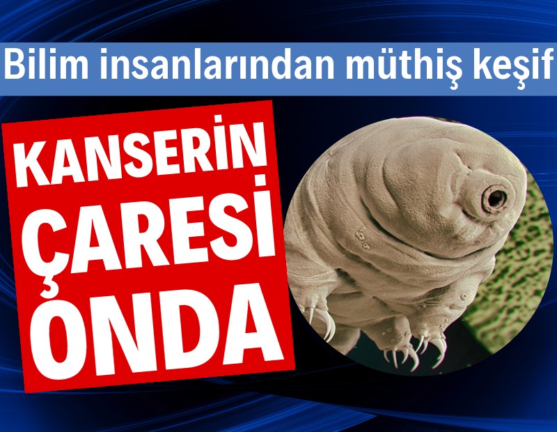 Kanserin çaresi tardigradlarda gizli