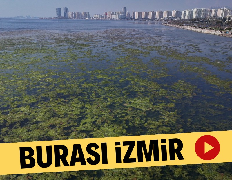 İzmir Körfezi yosuna teslim oldu