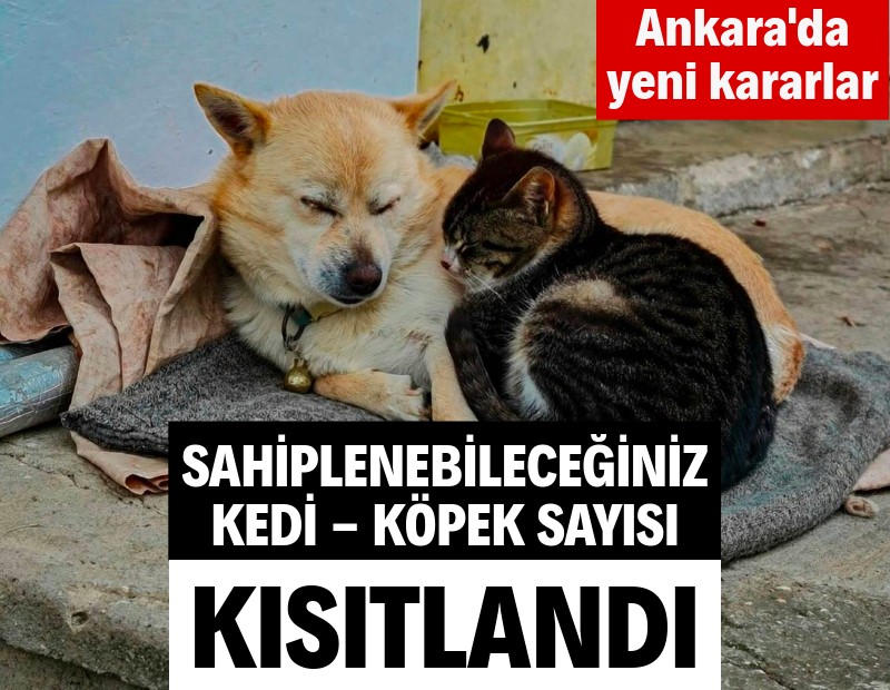 Ankara'da yeni kararlar: Sahiplenebileceğiniz kedi - köpek sayısı kısıtlandı