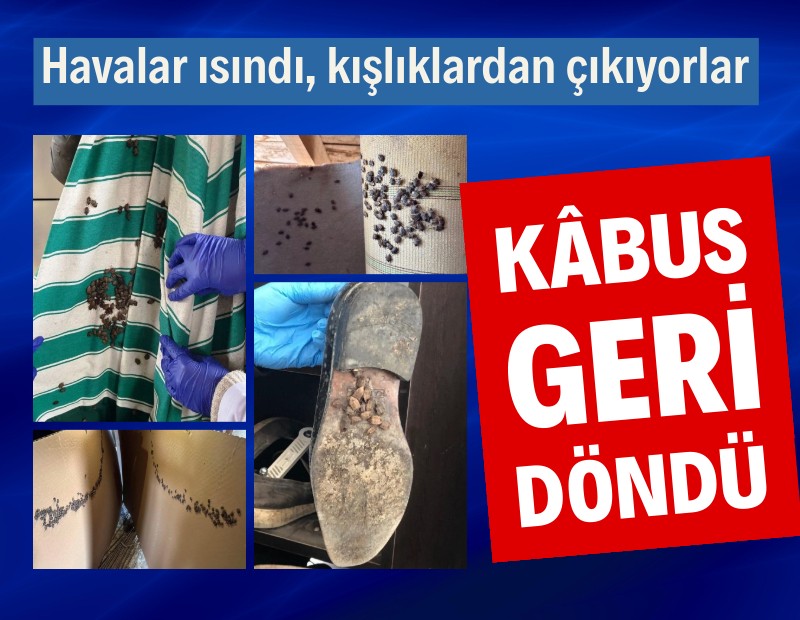 Kahverengi kokarcalar ortaya çıktı