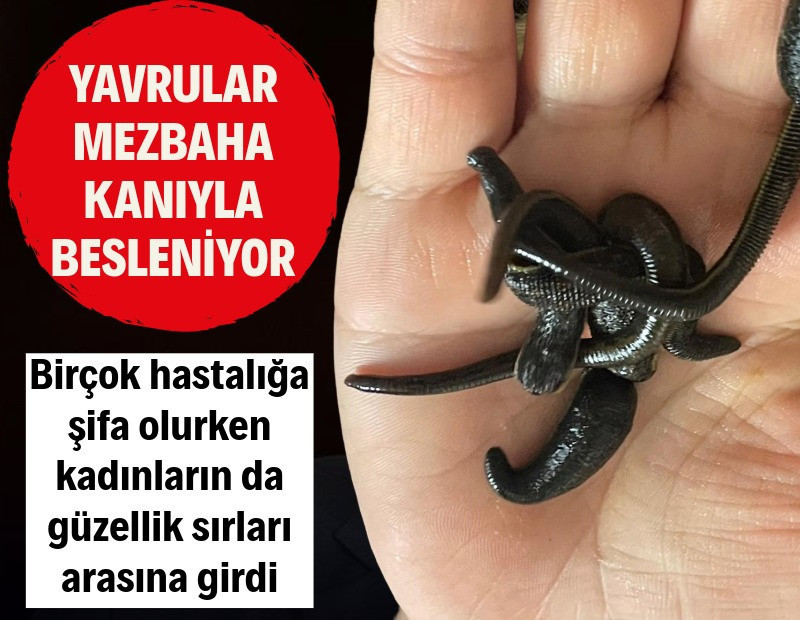 Yavrular mezbaha kanıyla besleniyor! Birçok hastalığa şifa, kadınlar cilt güzelliğini onda arıyor