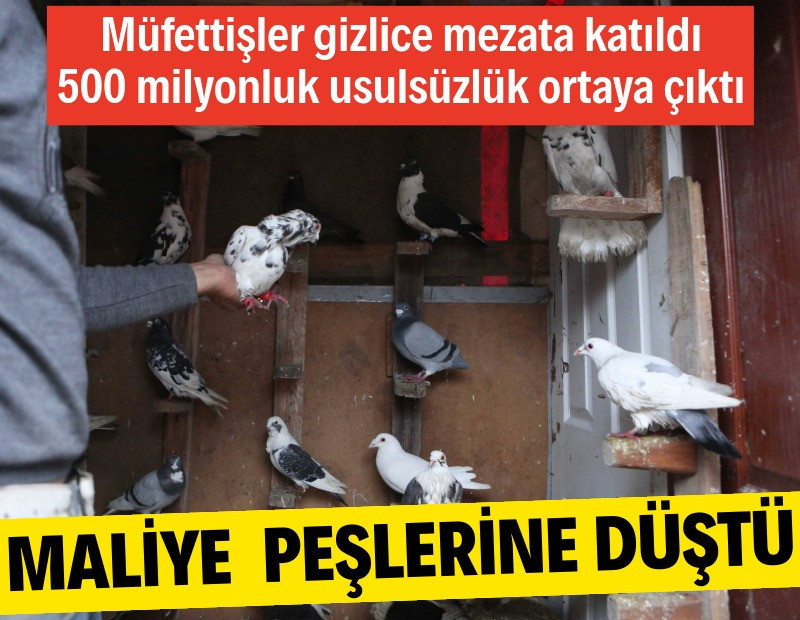 Maliye güvercin satıcılarının peşine düştü