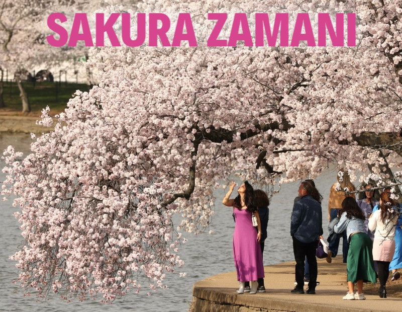 Kiraz çiçekleri büyüledi, ortaya kartpostallık görüntüler çıktı