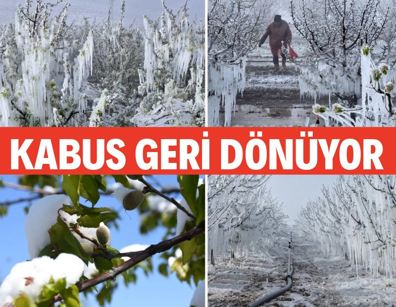 Zirai don kâbusu geri dönüyor