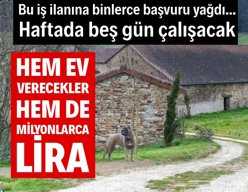 Böyle iş yok: Köpek bakacak kişiye hem ev hem 3.6 milyon TL verecekler