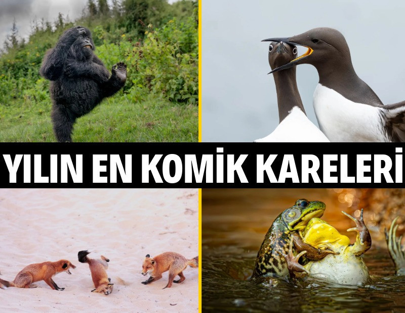 Yılın en komik vahşi doğa fotoğrafları belli oldu