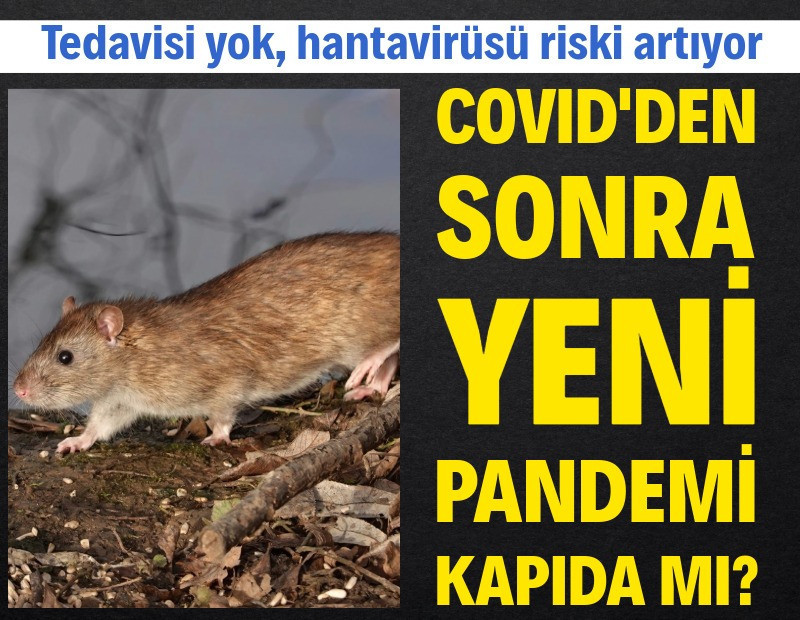Yeni Covid mi geliyor? Hantavirüsünün pandemiye yol açma riskine uzmanlar ne diyor?