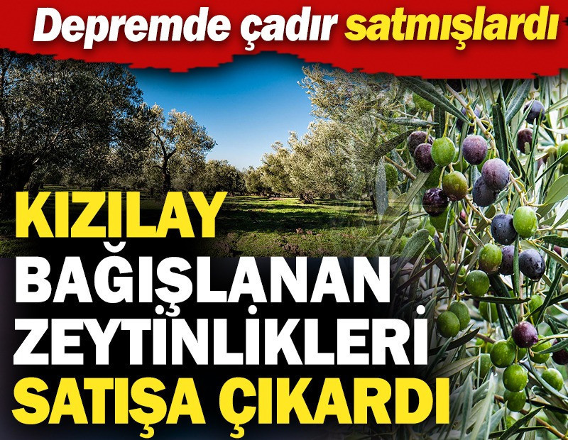 Kızılay bağışlanan zeytinlikleri satışa çıkardı: Depremde çadır satmışlardı